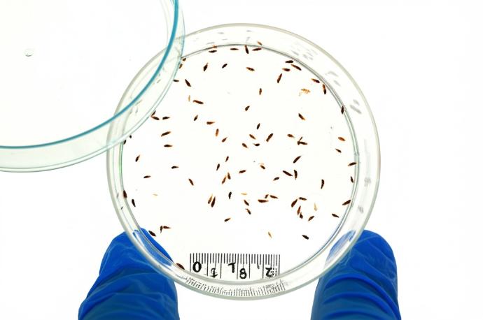 Fotografía técnica de heces de cucaracha