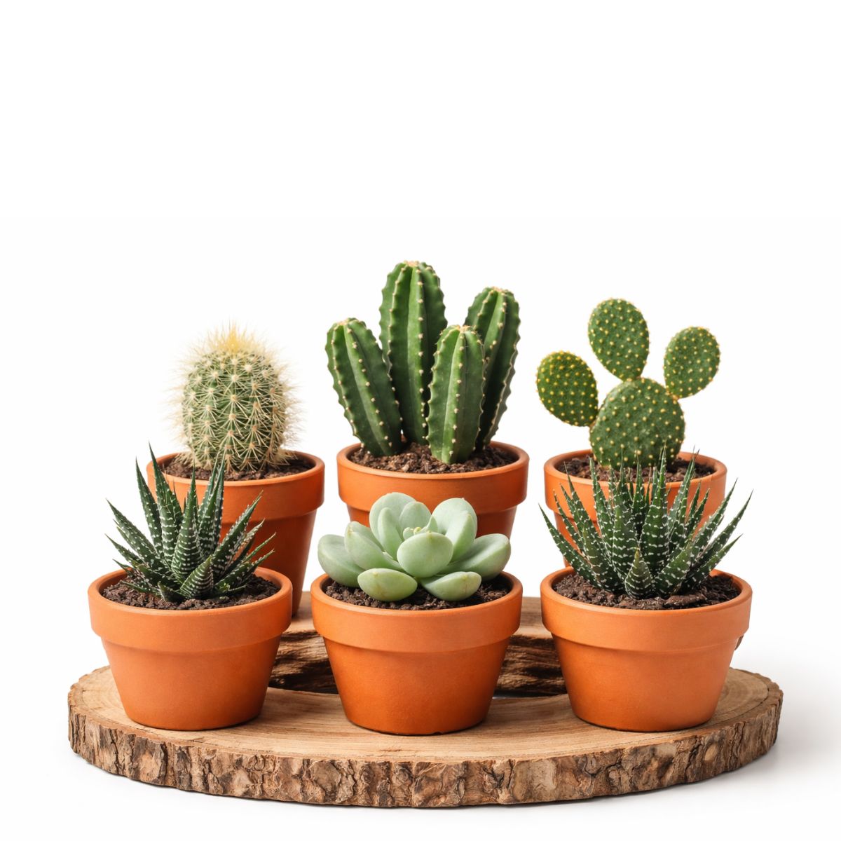 Colección de seis cactus y suculentas en macetas de terracota sobre base de madera con fondo blanco, incluyendo Haworthia, Pachyphytum y cactus ornamentales
