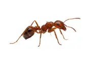 Hormigas