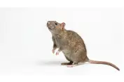 Ratas