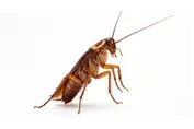 Cucarachas
